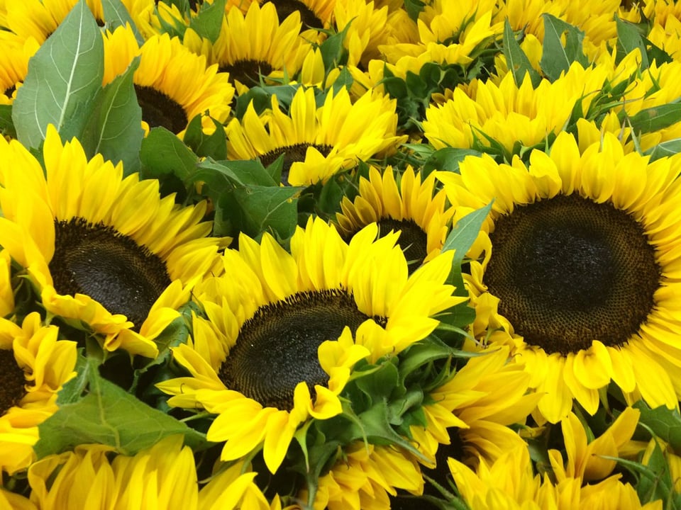 Wholesalers that Lead Kennicott Brothers & Nordlie